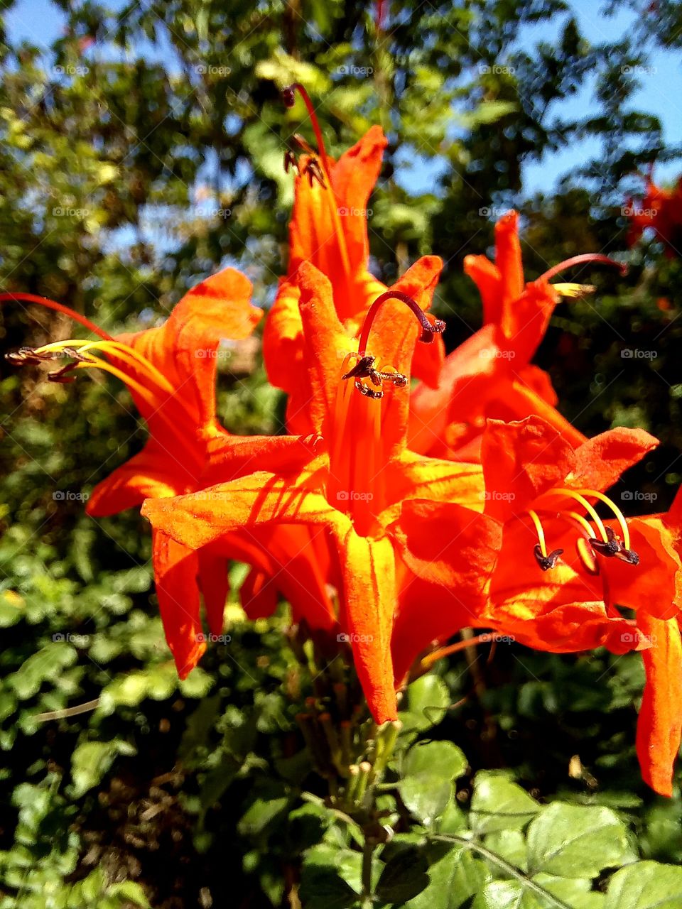 Tecoma capensis