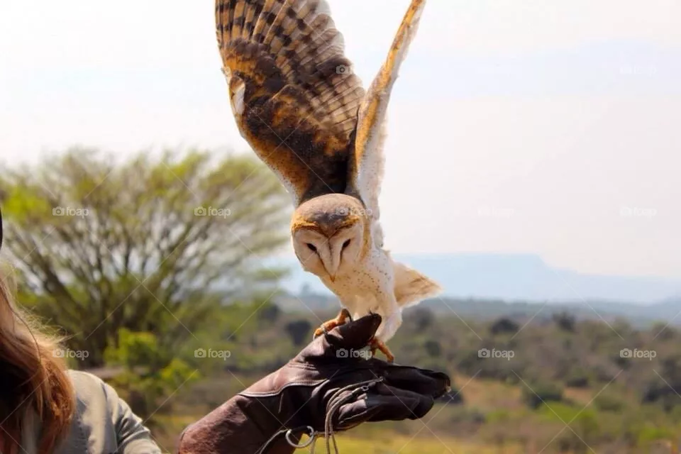 Owl 