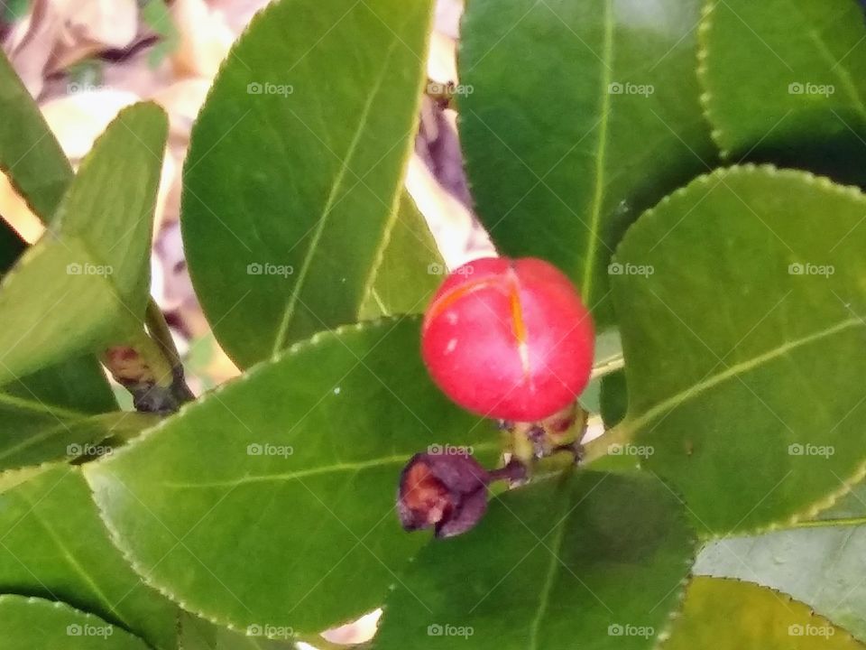bright red berry