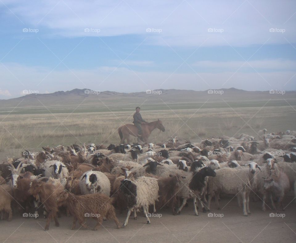 herd of sheeps in Mongolia