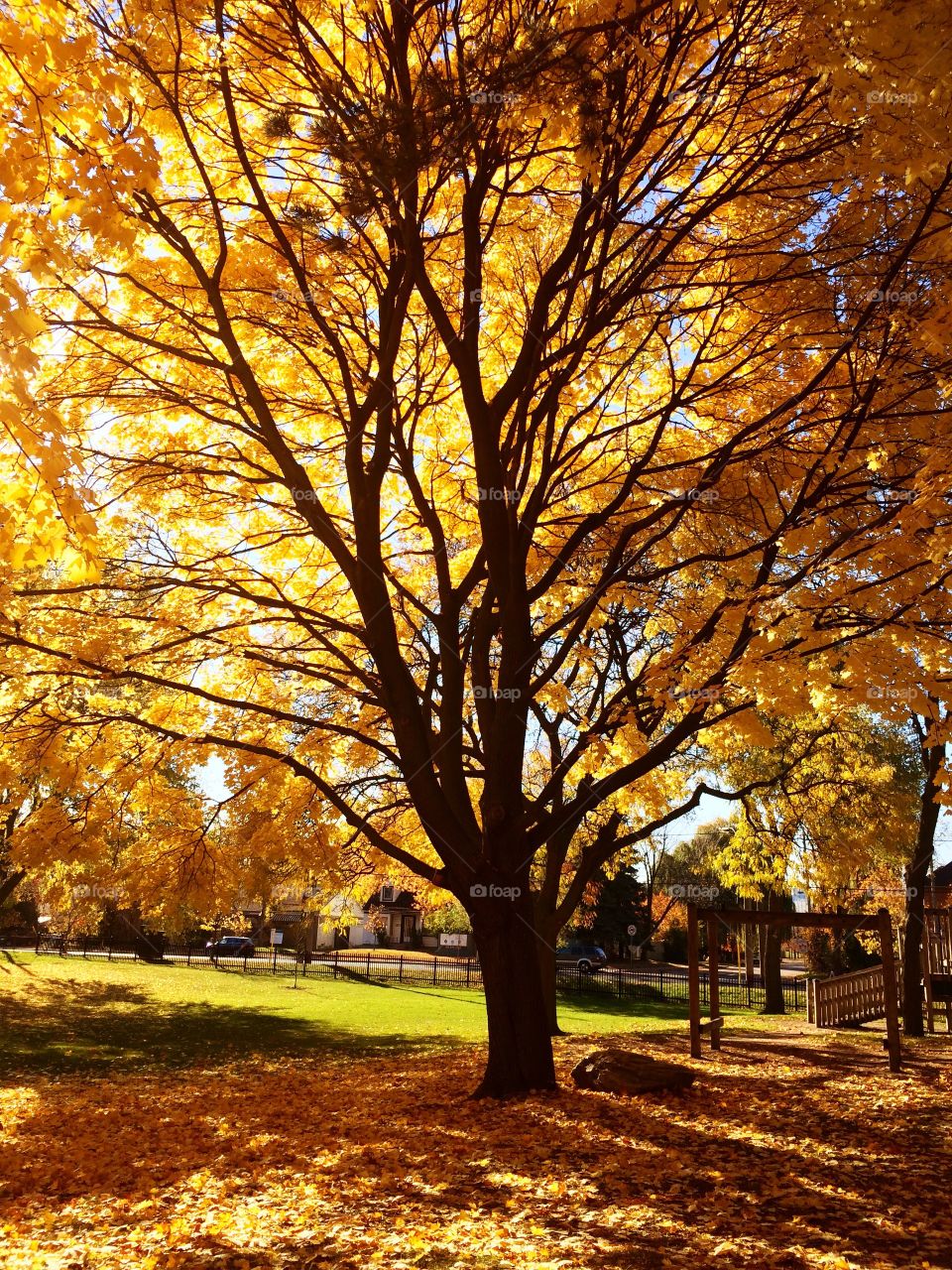 golden autumn 