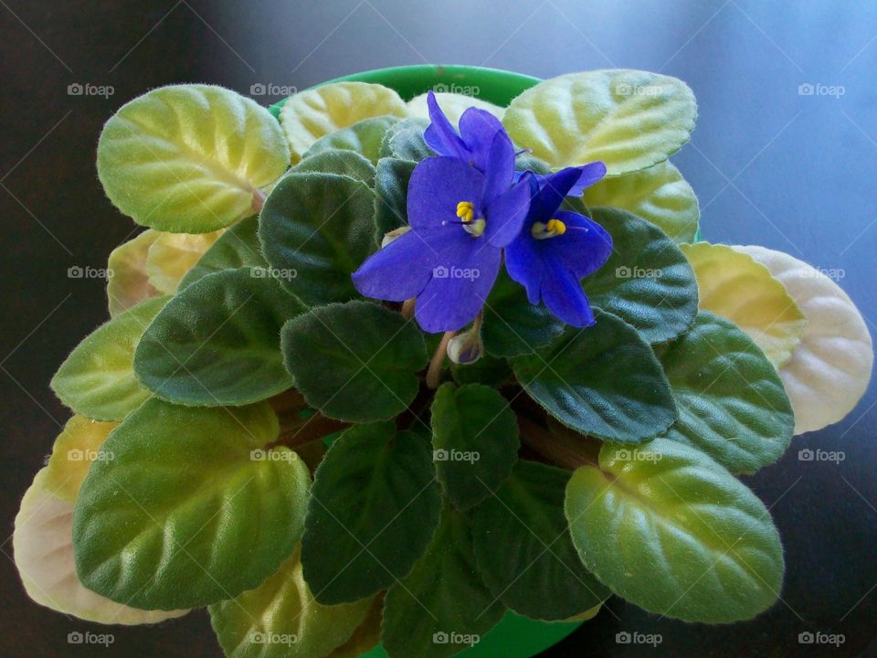 flower Floral fauna violet potted plant decoration