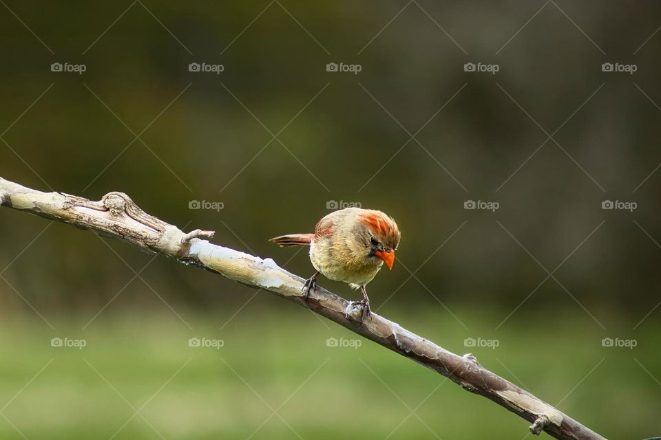 Female cardinal 