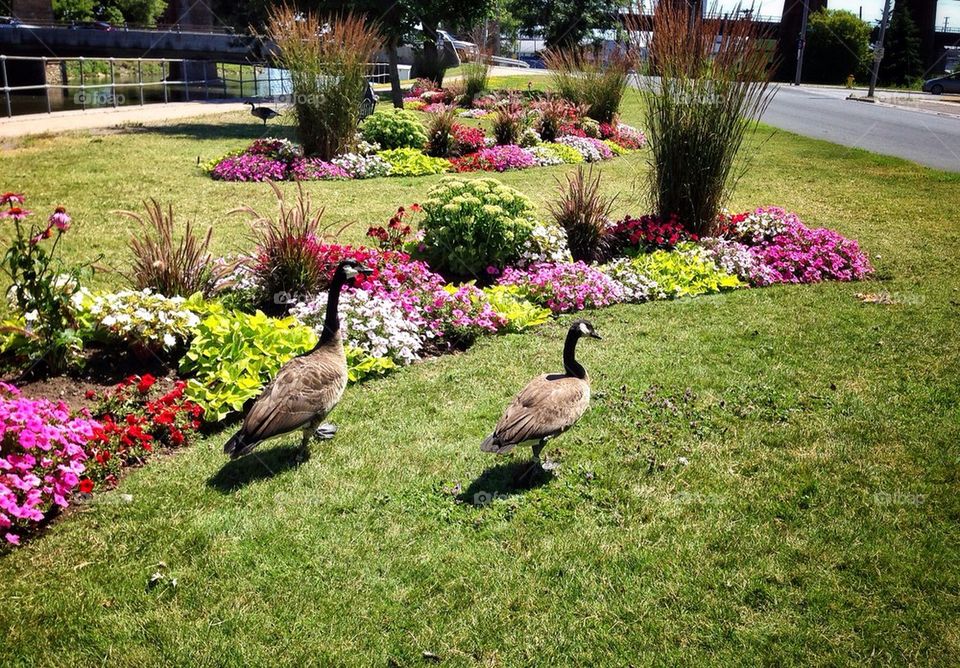 Geese in the park