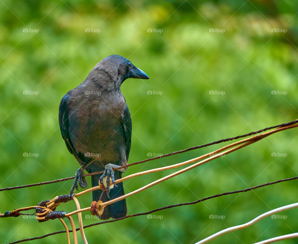 Bird photography  - Indian crow - standing  pose