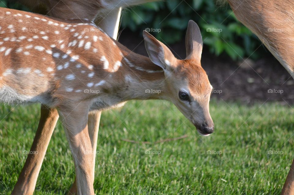 Side view of young fawn and deer