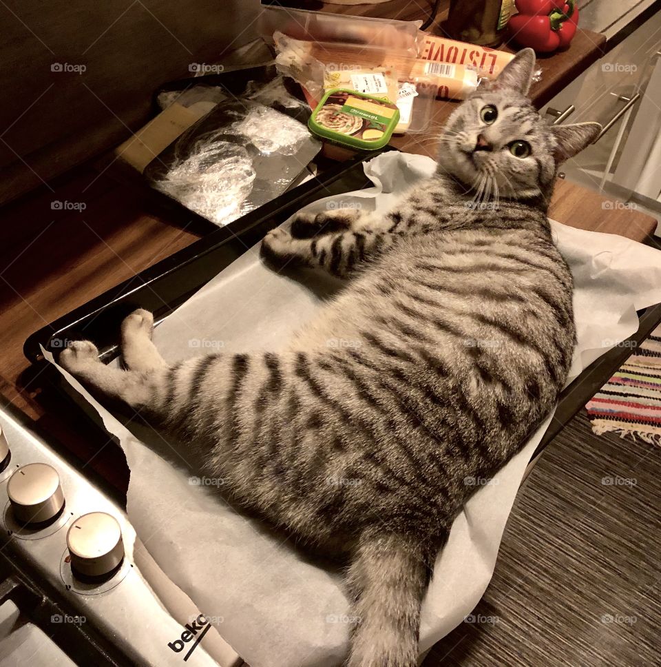 Cute Cat on the baking tray 