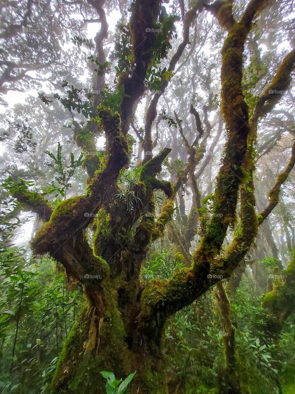 Mossy forest