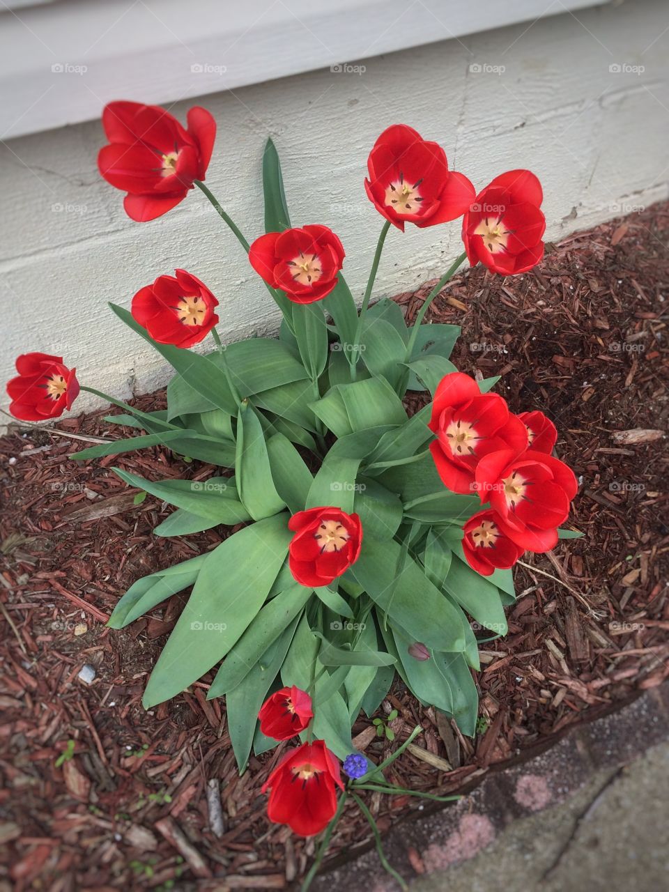 Just some tulips 
