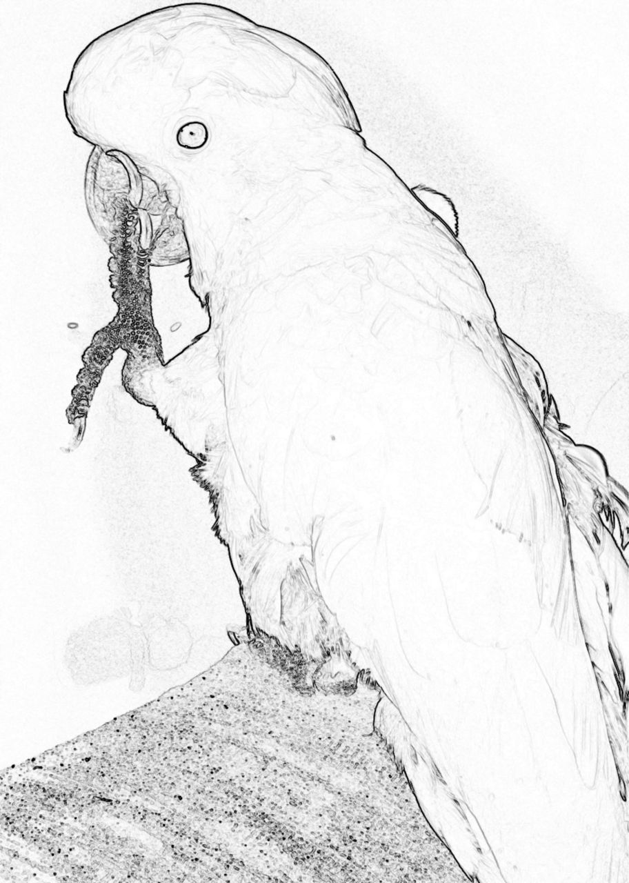Cockatoo - digital sketch 
