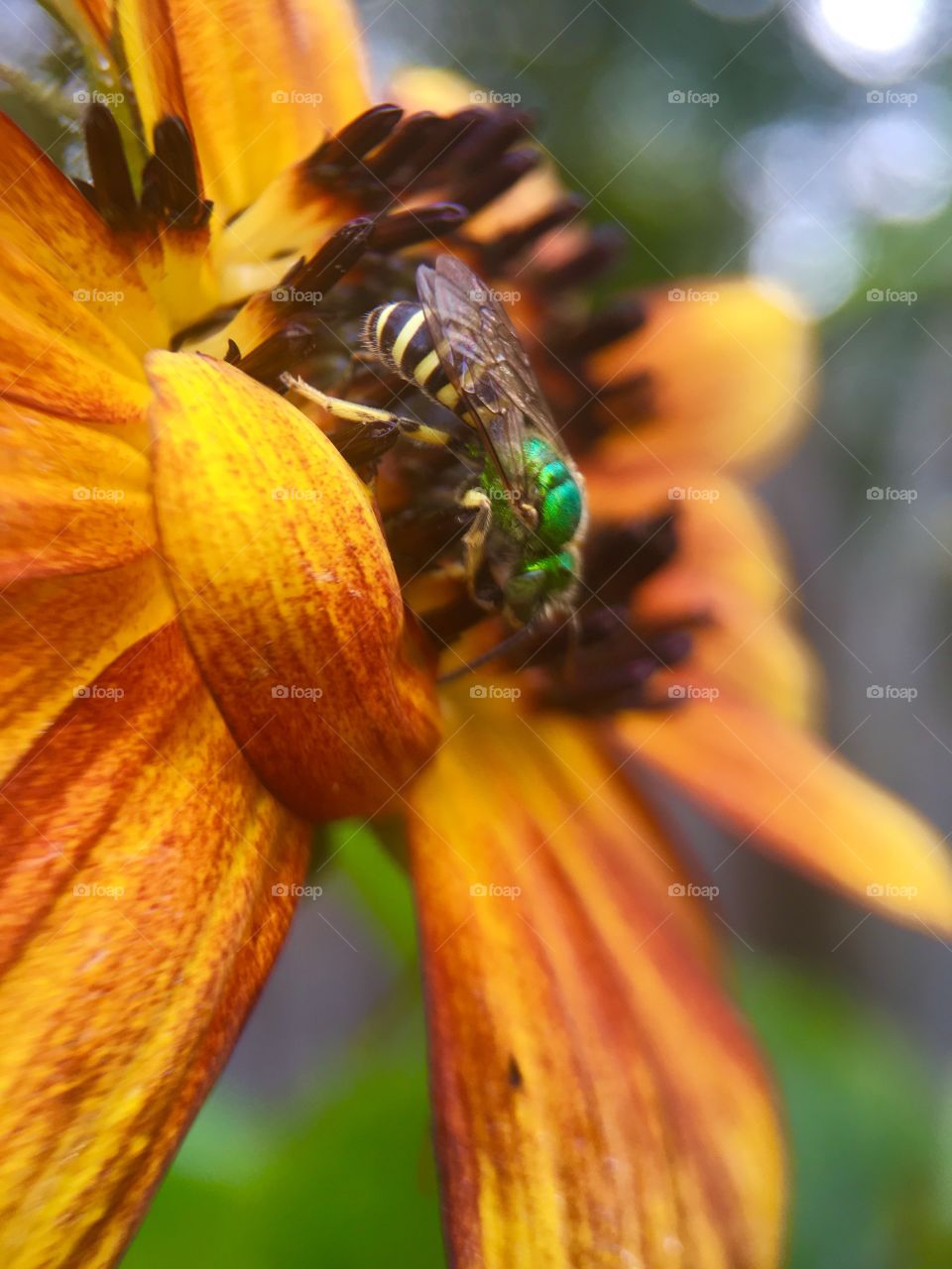 Extreme close up of a bee on flower