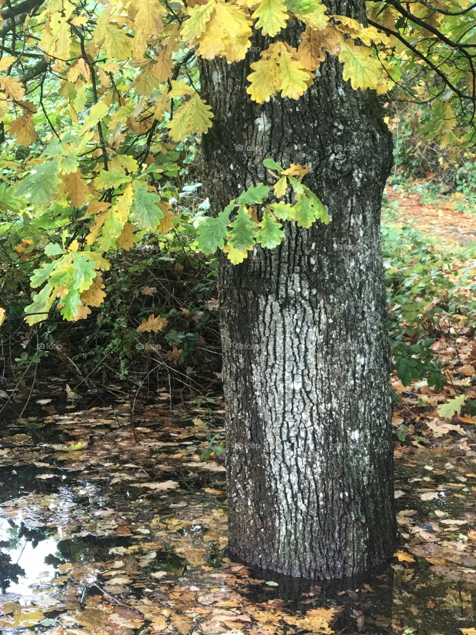 View of tree trunk in autumn season