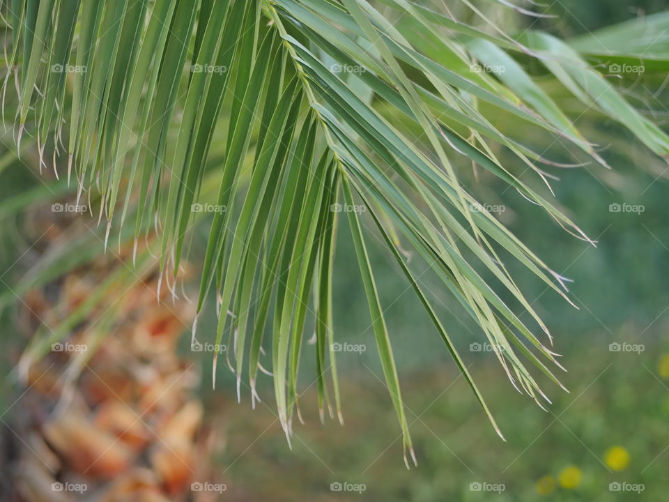 tropical plant