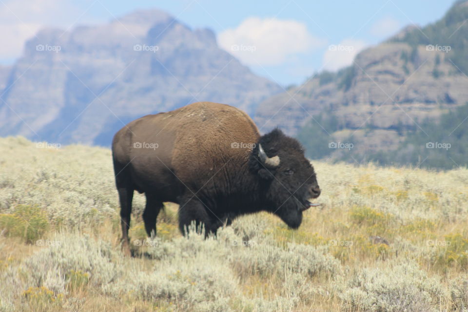 A male Buffalo bellowing in Yellowstone National Park.