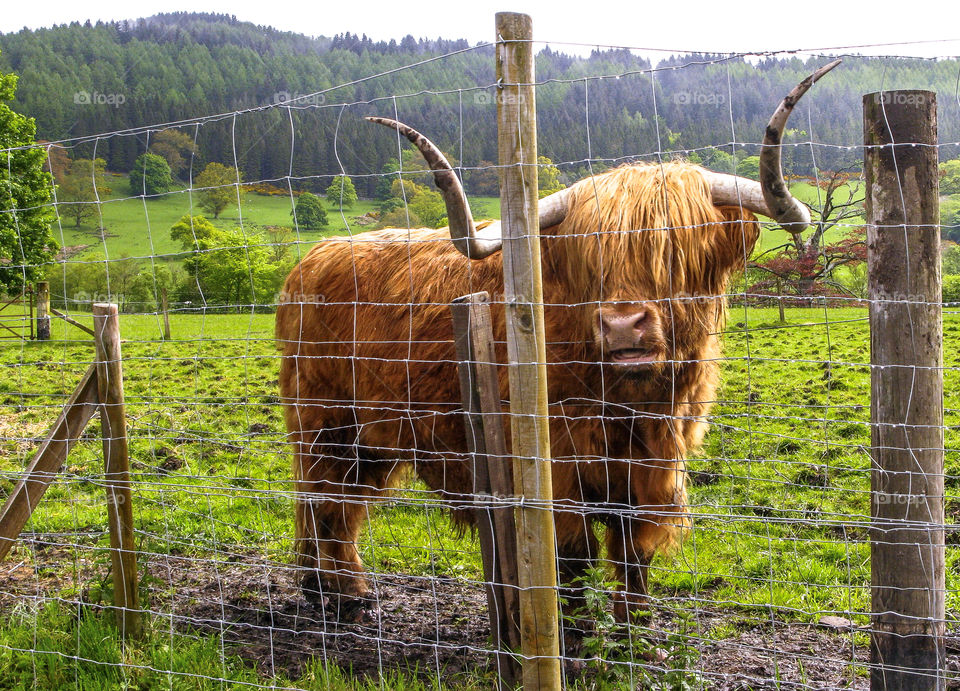 The highland cow