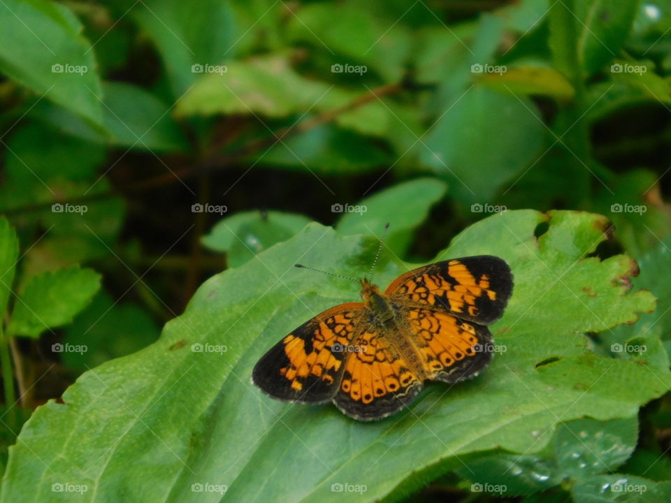 orange butterfly landed on leaf
