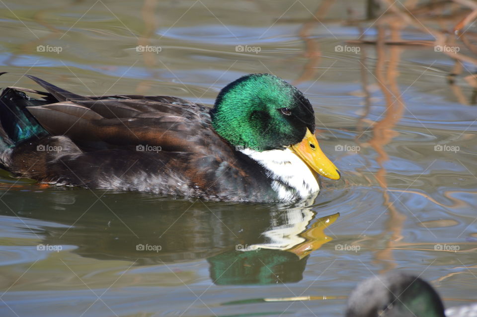 green headed duck swimming in a duck pond