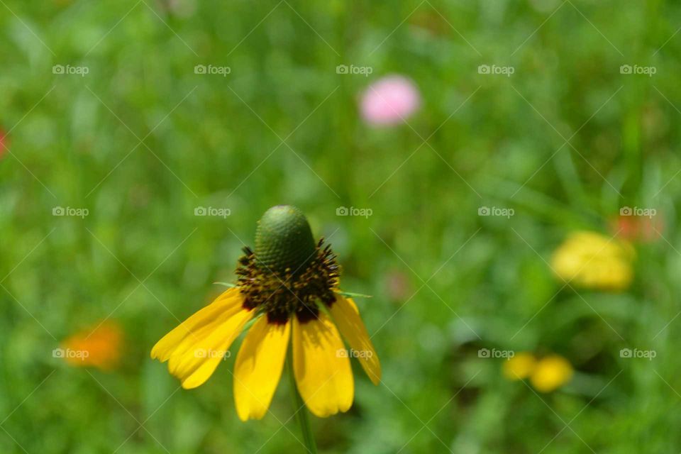 flower meadow