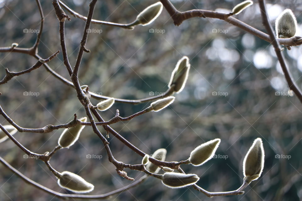 Flower buds on naked branches , early springtime, monochromatic 