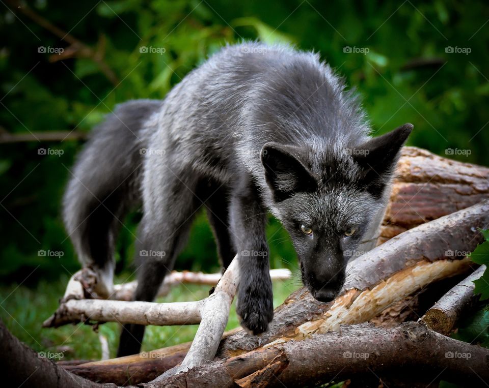 Silver Fox 
