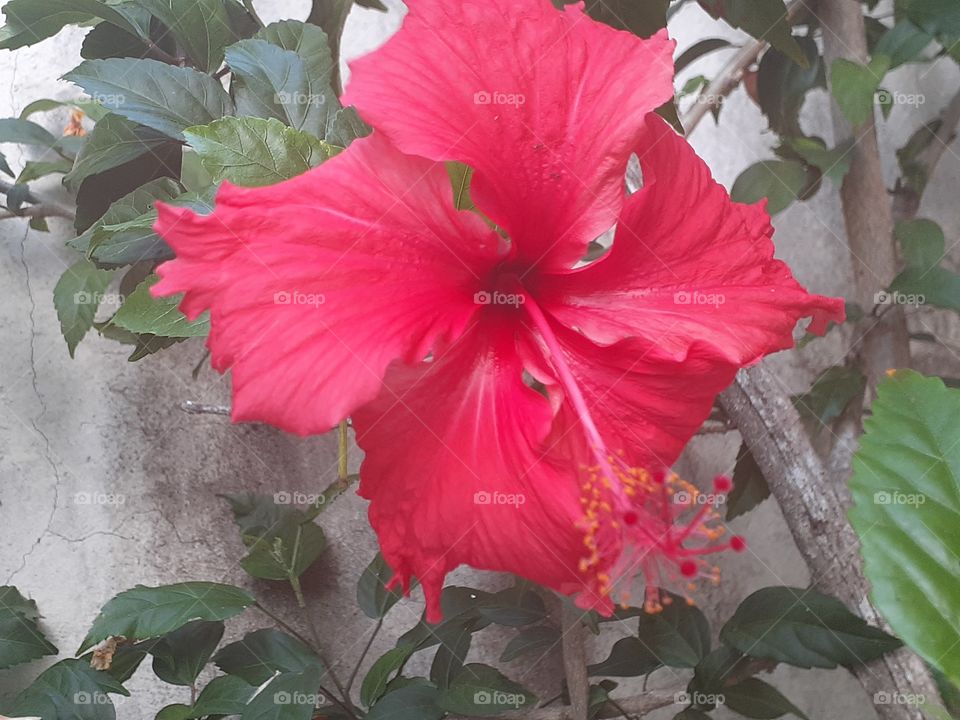 Red flower