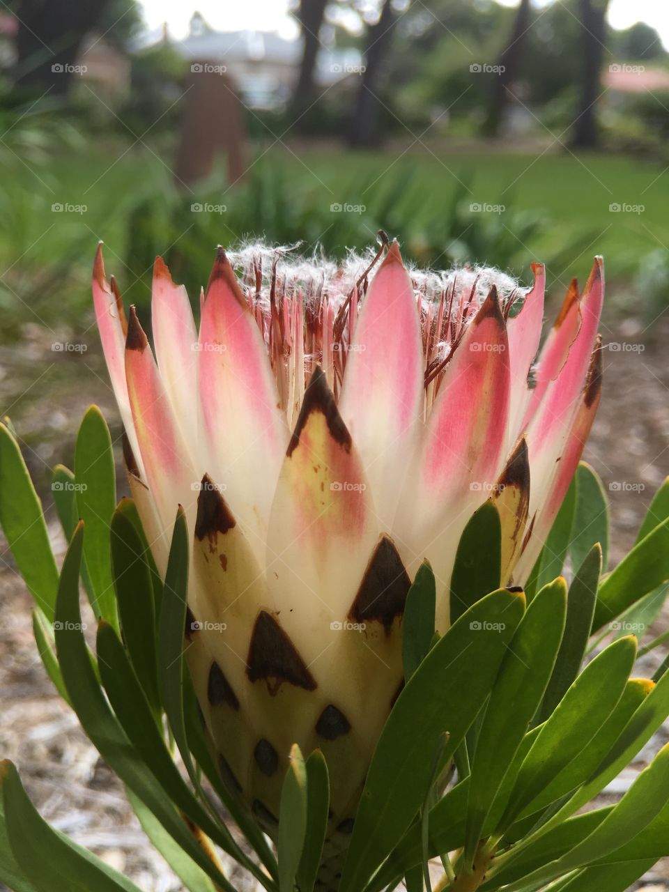 Soft dreamy fluffy tropical flower pinks and whites