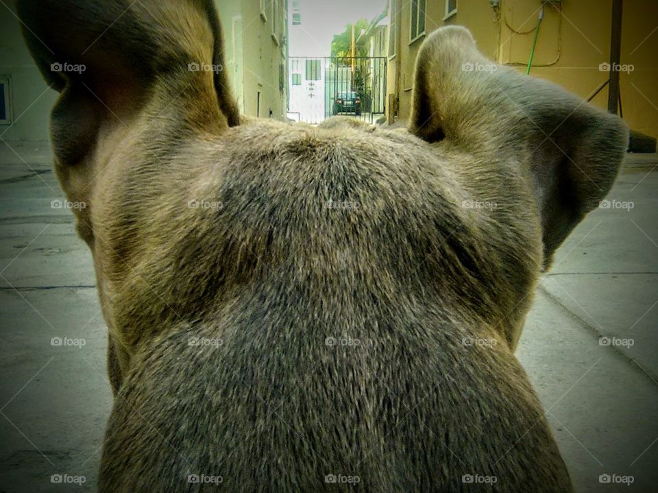A dog's eye view.