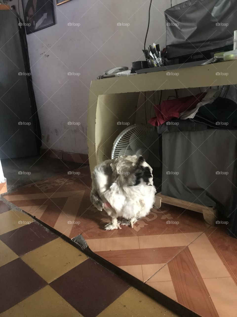 Lupita, es la Reyna de la casa ante todo y la adoramos mucho.