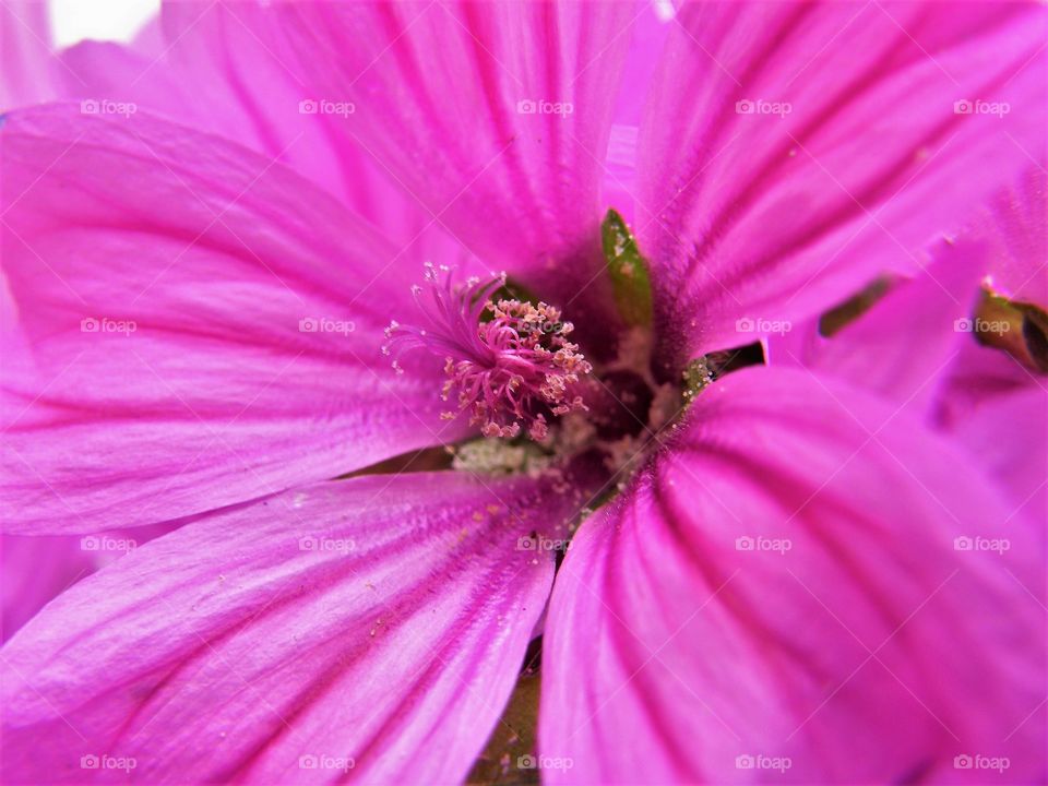 Pink beautiful flower