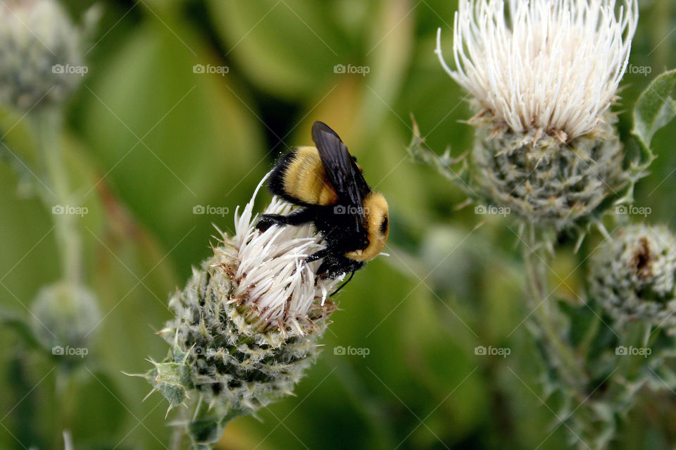 Bumble Bee pollinating 