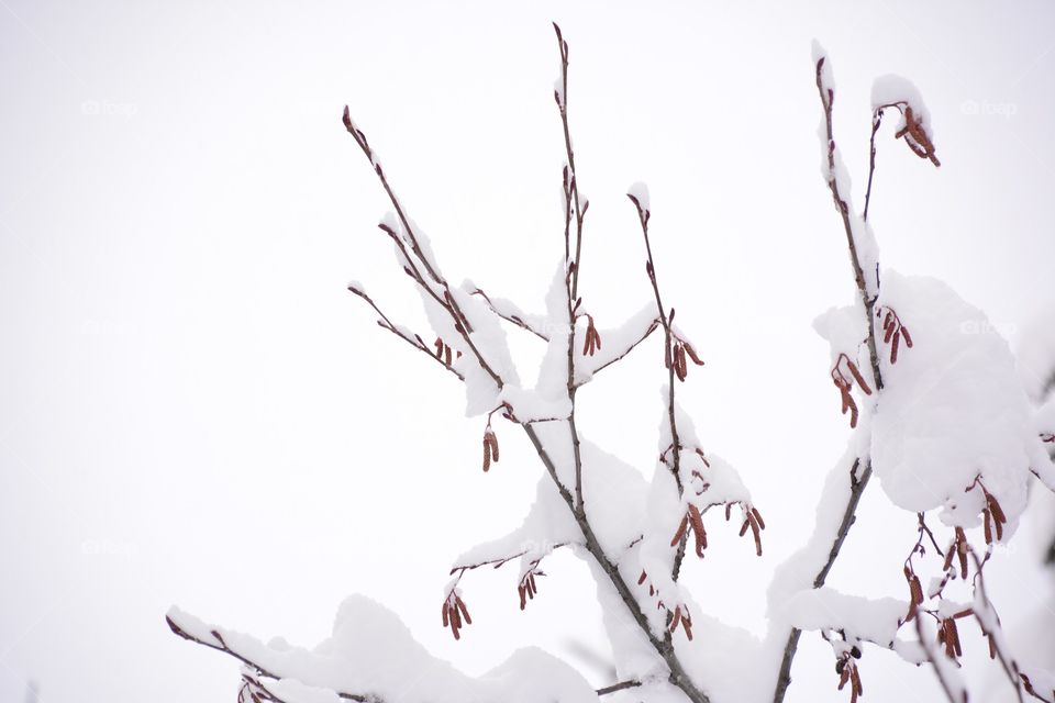 Frozen branches 