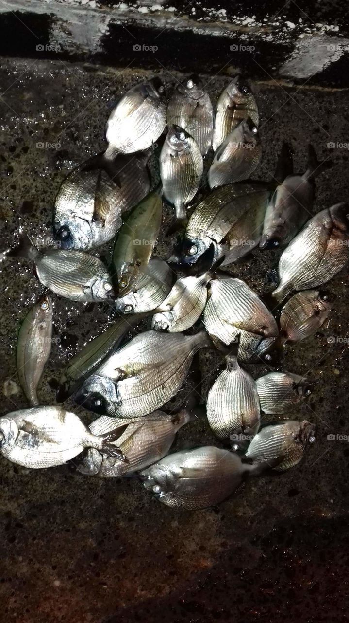 peixes fish