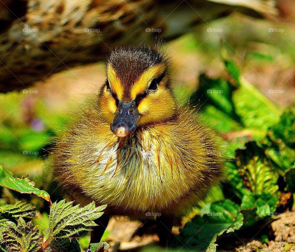 Duckling