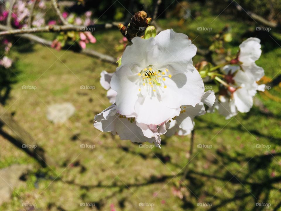 White sakura flower 