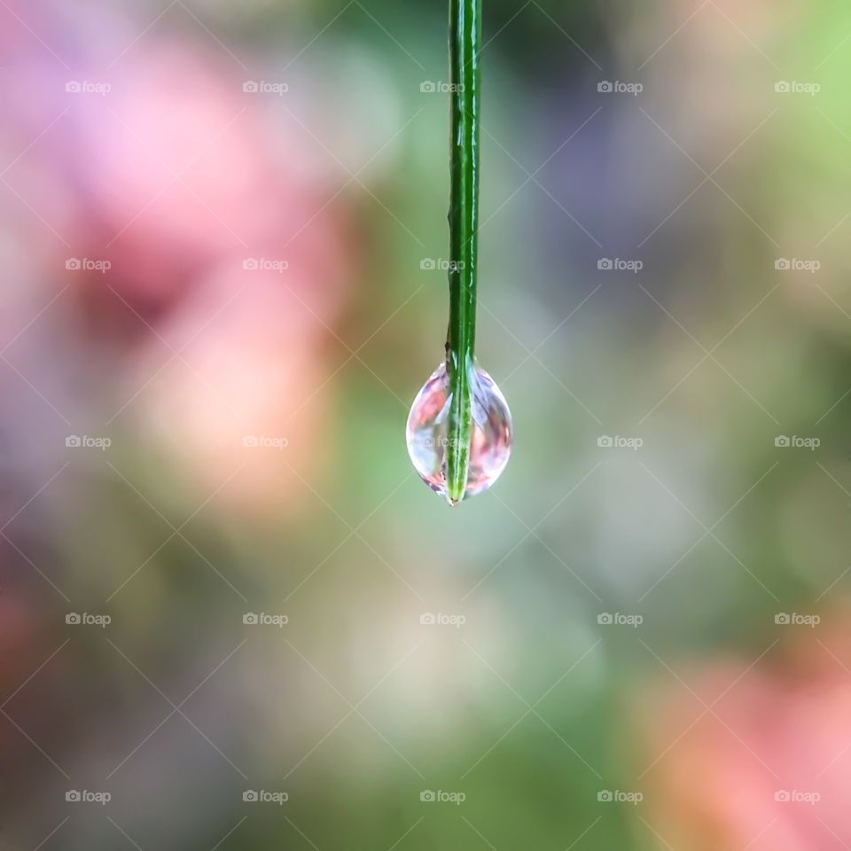 Water drop hanging from plant part