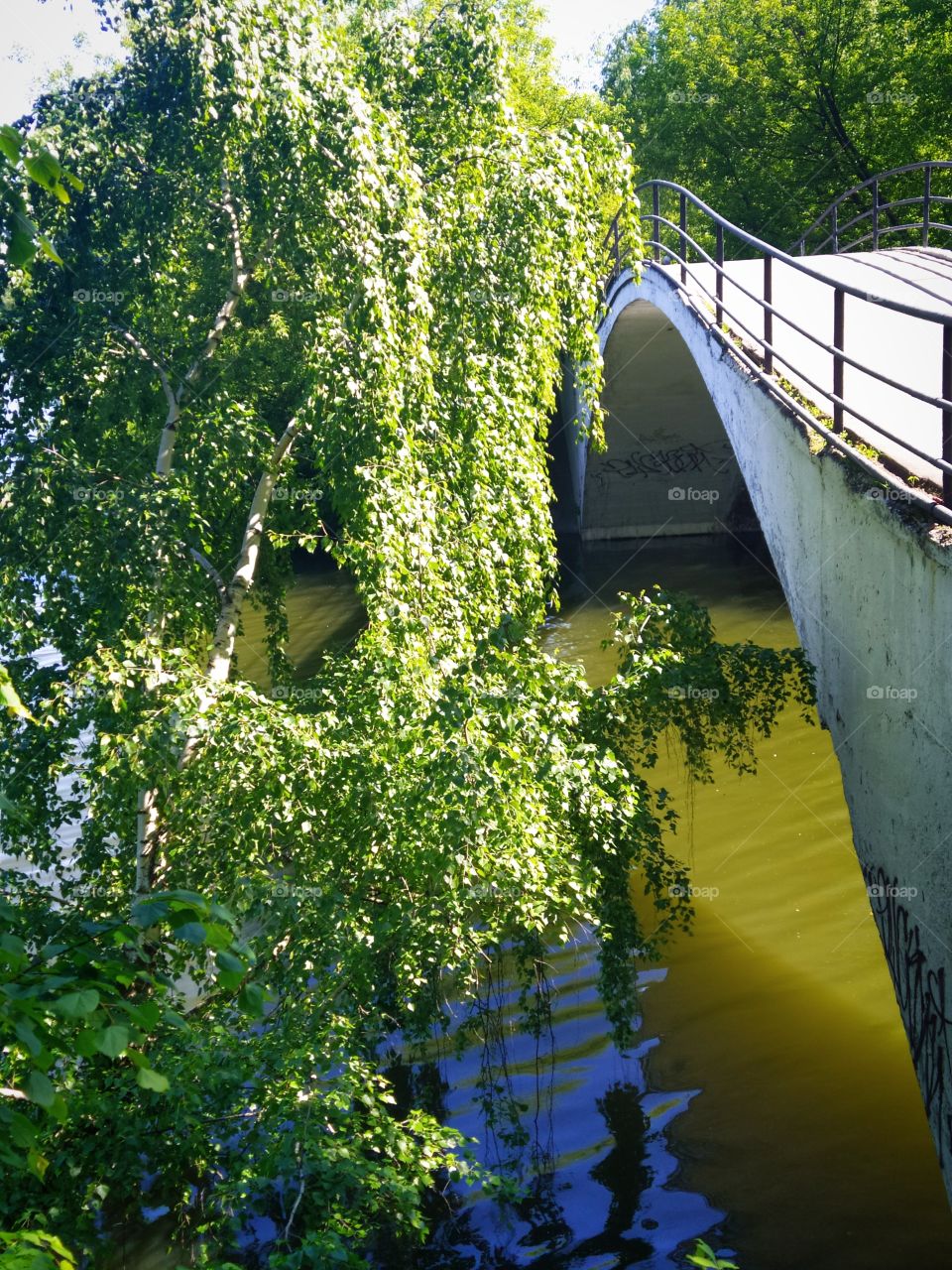 A birch on the bank of the river and its branches bent to the water.  Near the white stone bridge