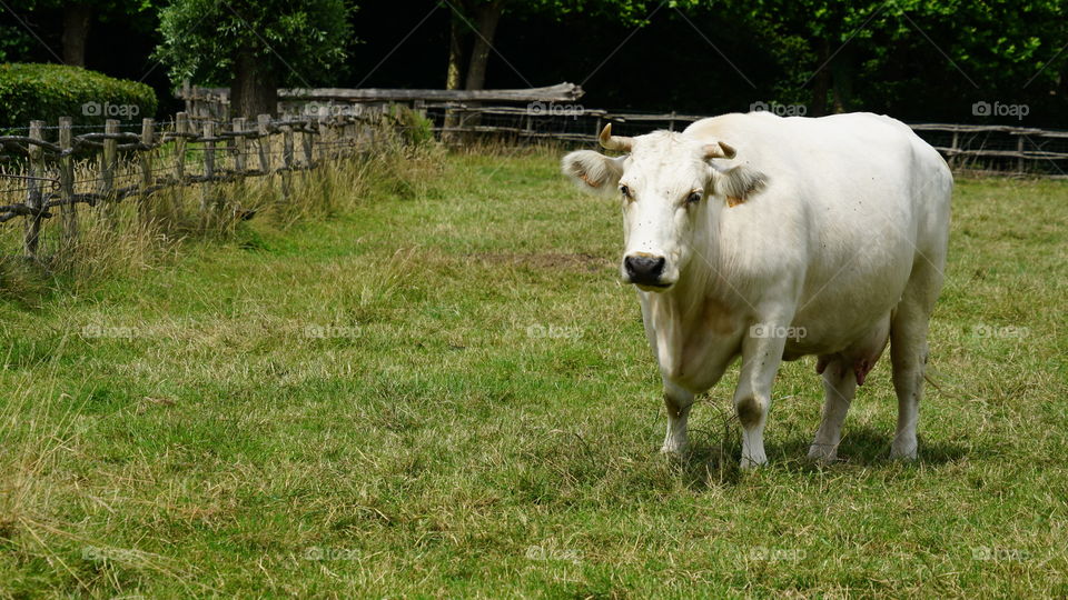 A cow on a field in Belgium.