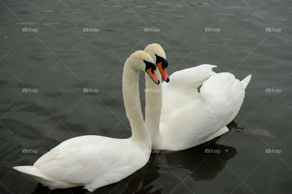 Swan, Bird, Water, Lake, Waterfowl