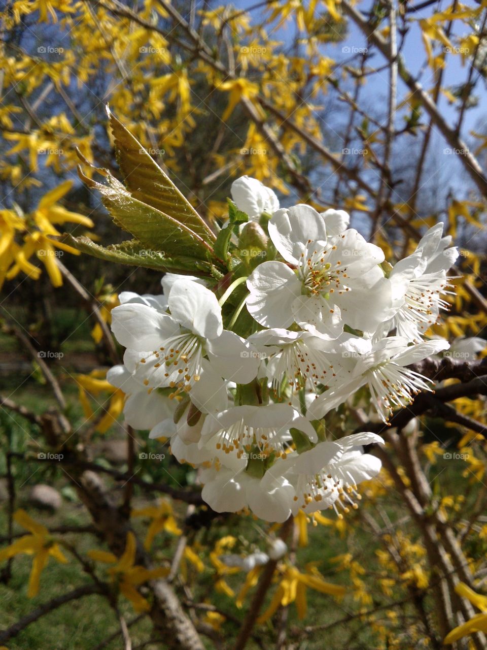 Low angle view of cherry blossom