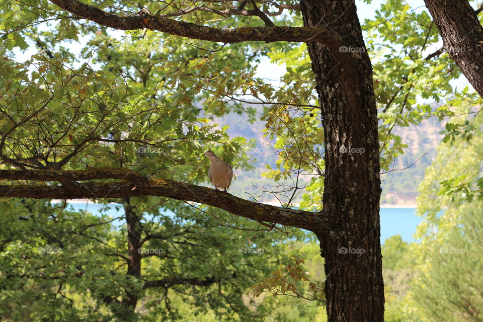 bird in a tree