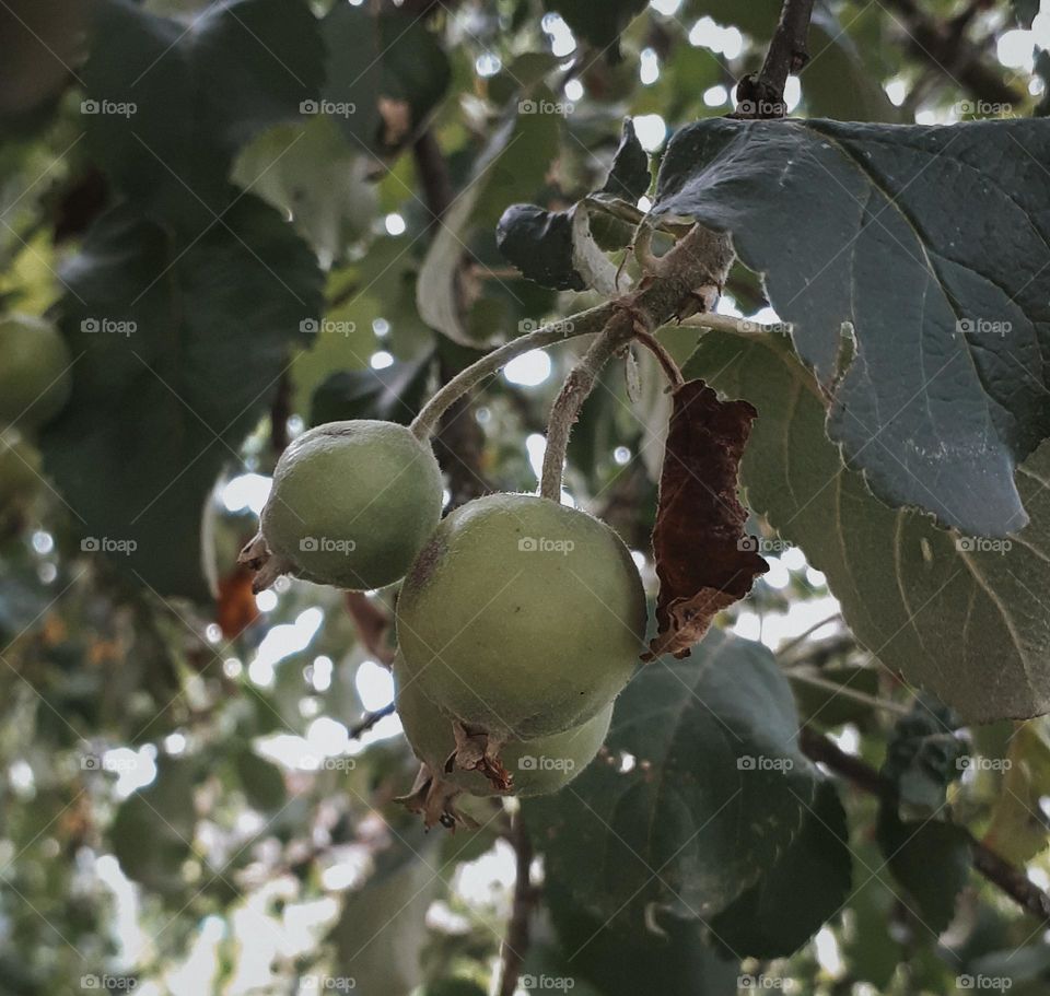 Apple buds in the spring in your own garden