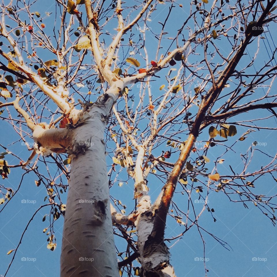 Birch tree