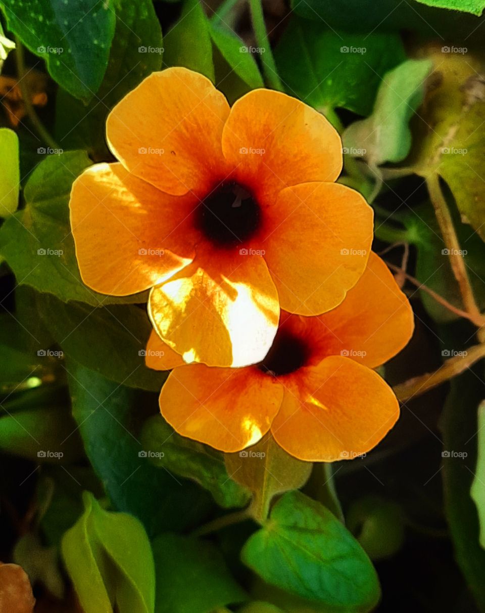 Orange flower,nature,reflection,landscape,summer,colorful,spring,plant,blossom,floral,garden,petal,flower,botany,Orange,season,petal