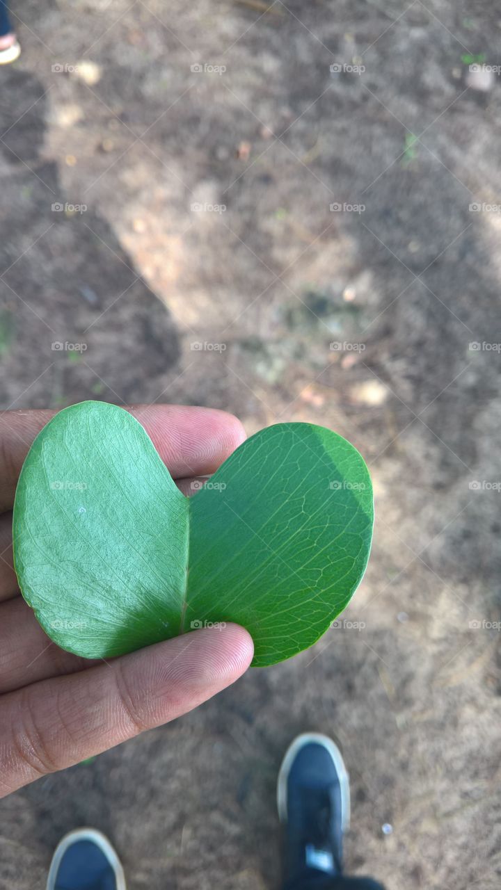 heart shaped green leaf