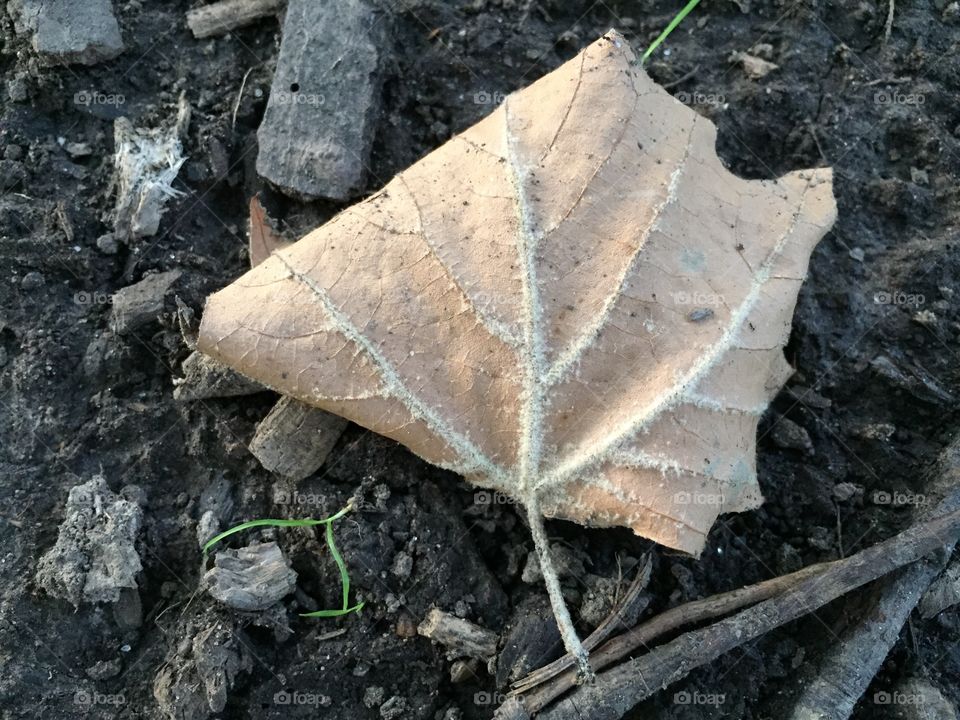 Dead Leaf