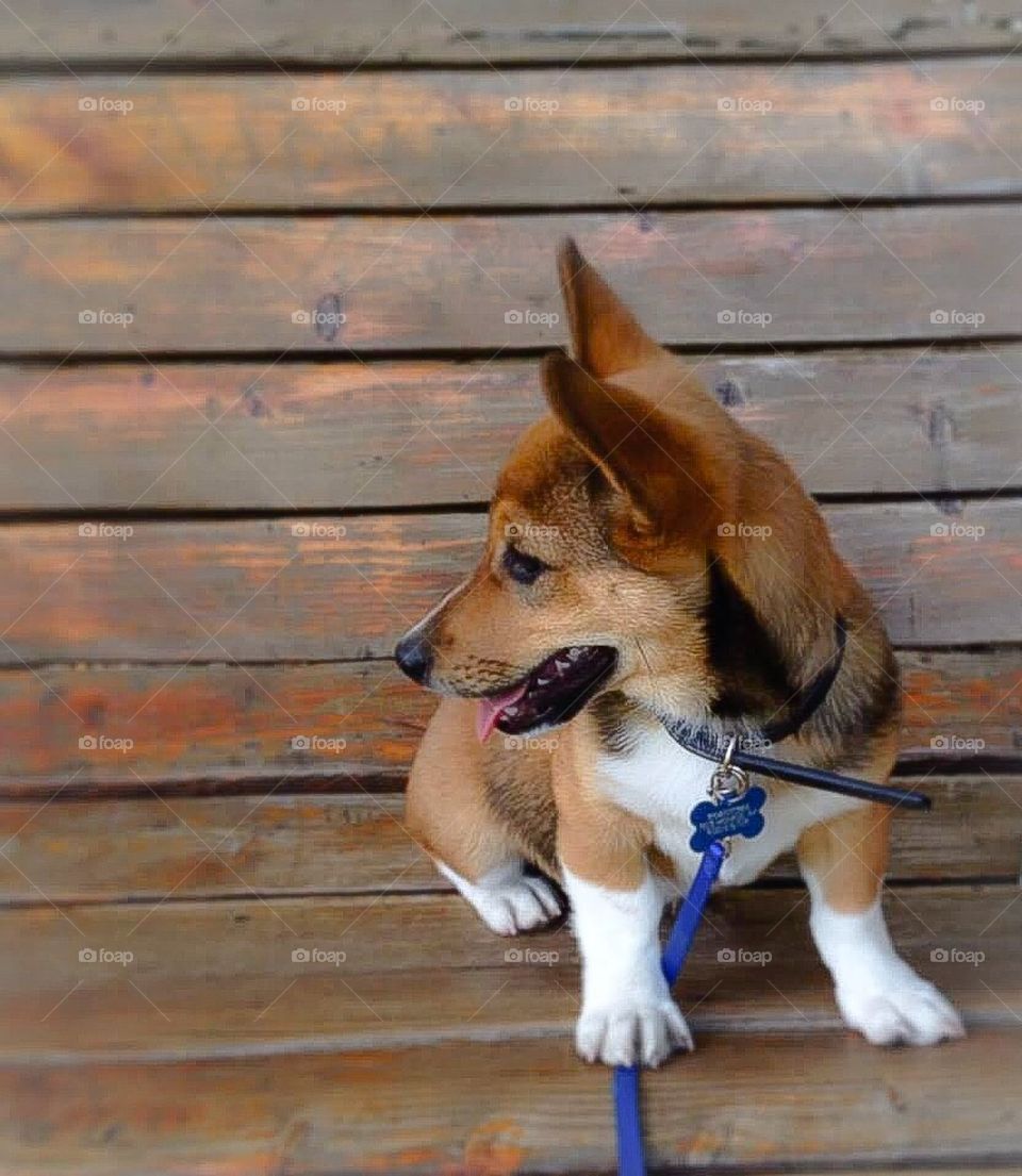 Large Bench, Small Puppy