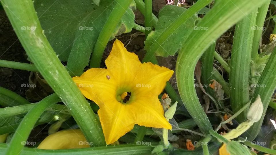 squashh blossom