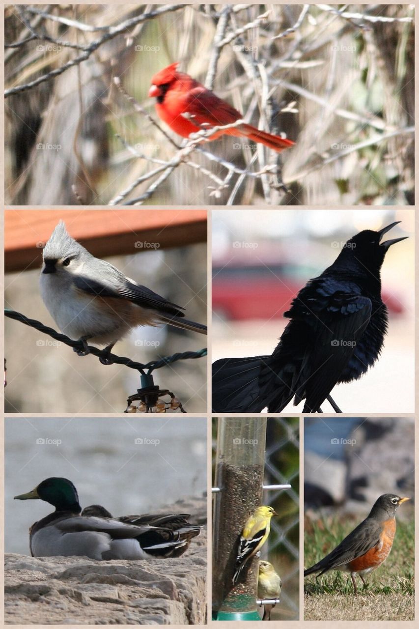 Collage of birds 