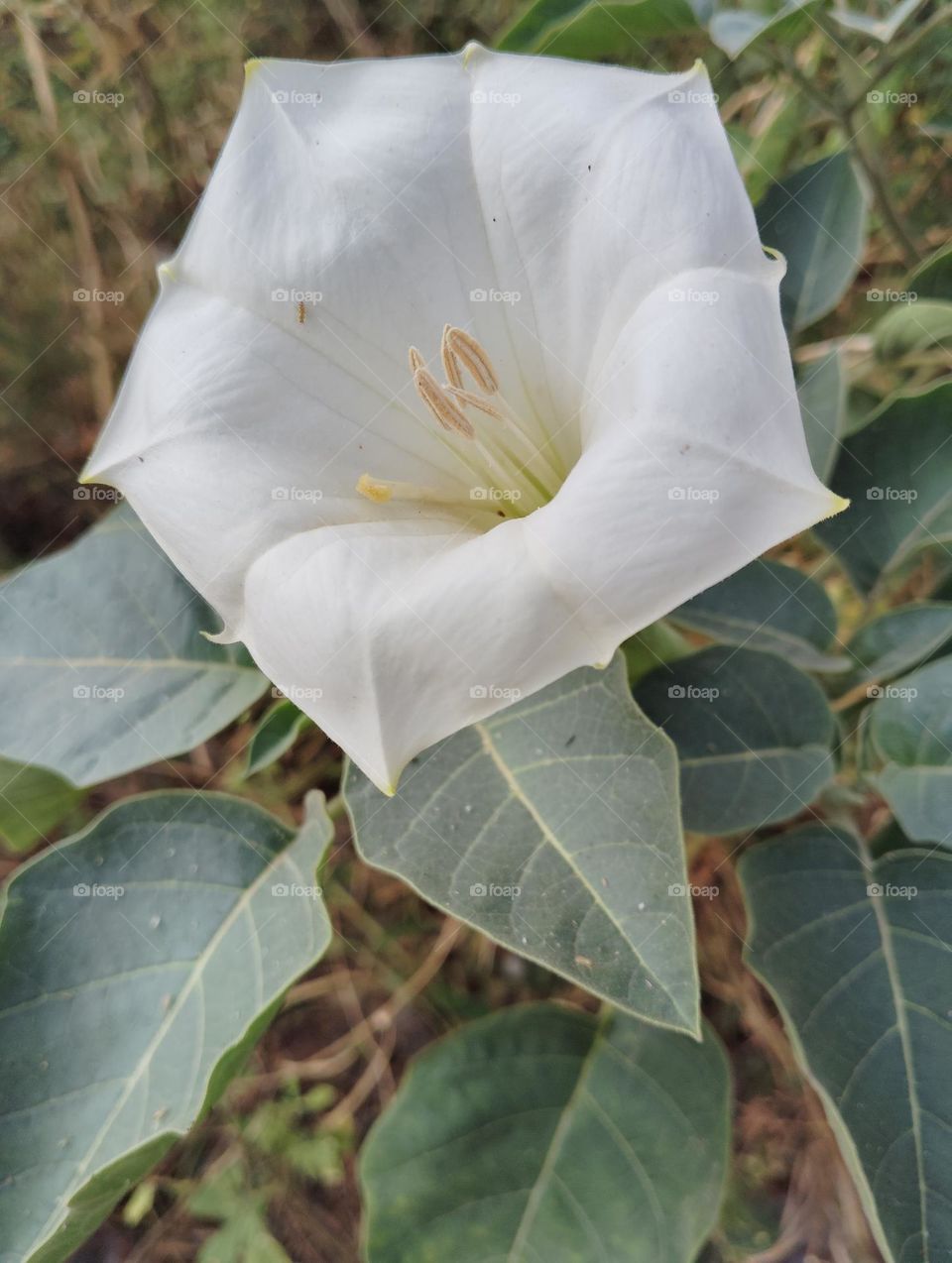 the datura flower white seasonal fresh shurb looks very beautiful generally found everywhere