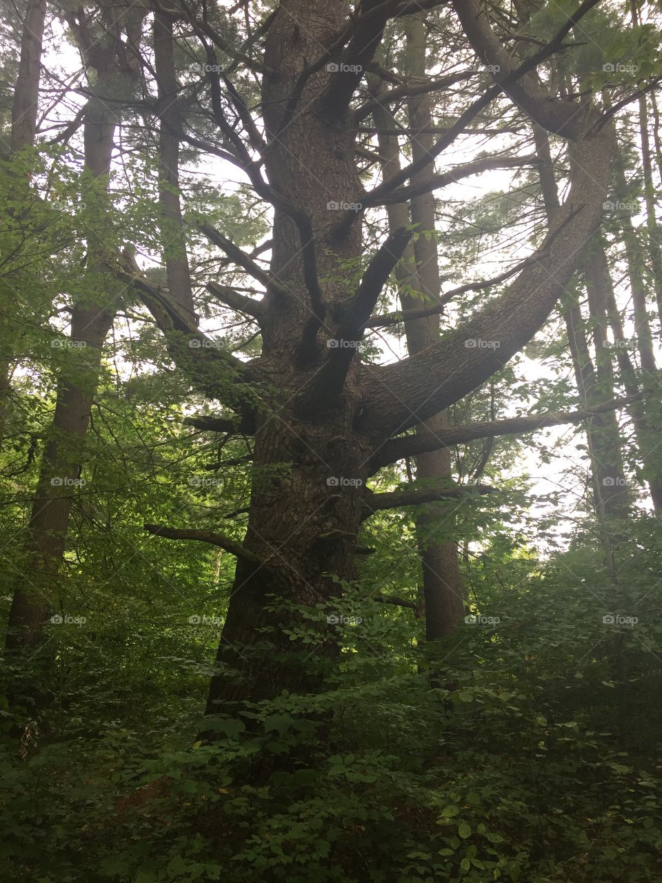 Crooked tree 